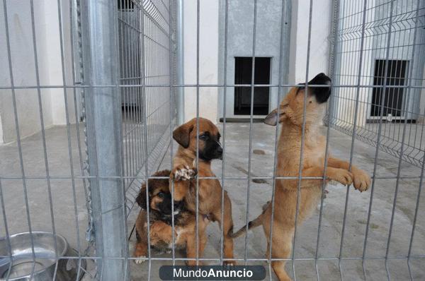 Acogida para cachorritos de 2 meses y medio,LOS MATAN