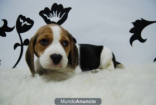 Beagle www.animalflower.es