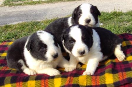 Border collie, cachorros con pedigree