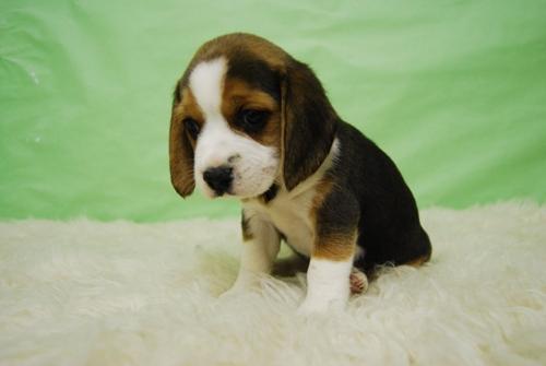 Cachorros de beagle disponible