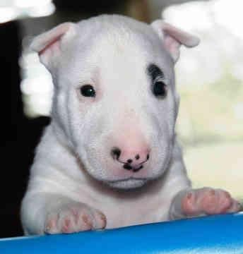 EL RINCON DEL CACHORRO BULL TERRIER DISPONIBLES