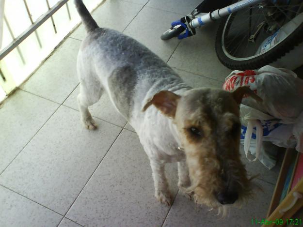 fox terrier busca novia