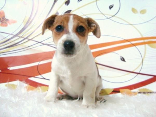 JACK RUSSELL EXCELENTE CAMADA DE MACHOS Y HEMBRAS