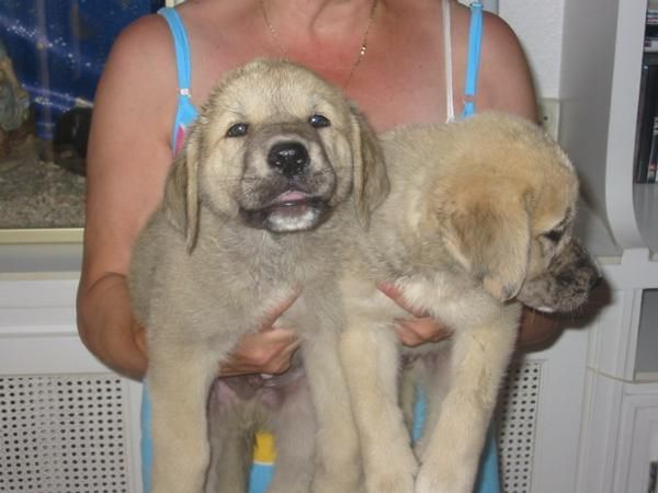 Mastines extremeños,cachorros con garras traseras.