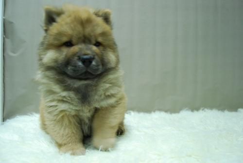 Nueva Camada de Perritos Chow Chow, increible calidad, carios colores