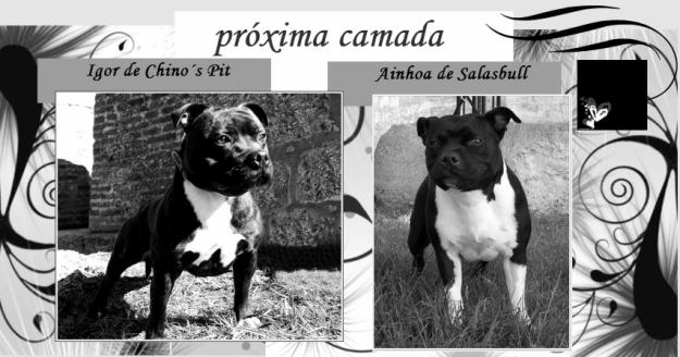 STAFFORDSHIRE BULL TERRIER