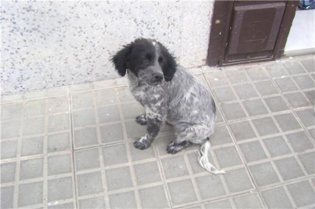 timi,cachorrito setter irlandes d 4 meses,adopcion