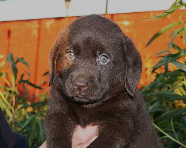 Vendo labradores retriever hijos de jans de sol de arena