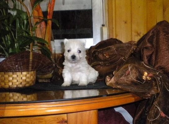 west higland white terrier pedigree y afijo COM PELUCHE