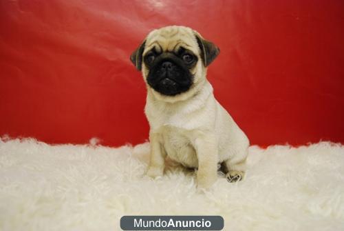 Cariñosos y simpaticos cachorros de carlinos pug para entregar