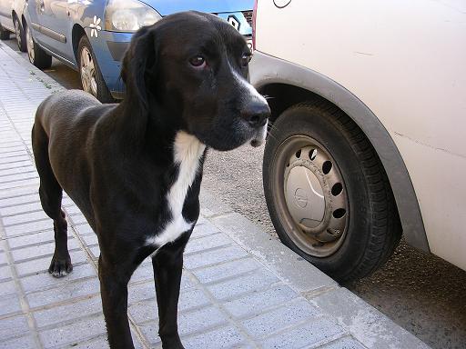 CACHORRON MUY NOBLE , ABANDONADO Y AHORA SOLITO