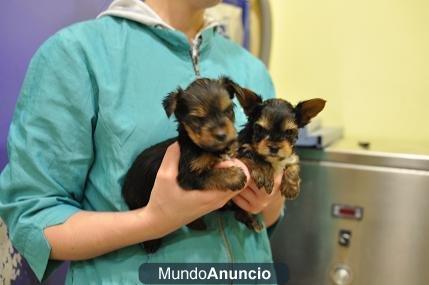 CACHORROS DE YORSHIRE TOY