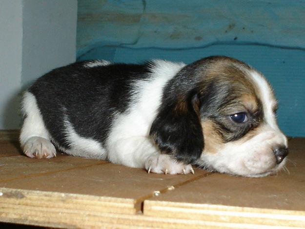 CAMADA DE BEAGLES TRICOLOR CON PEDIGREE 350€