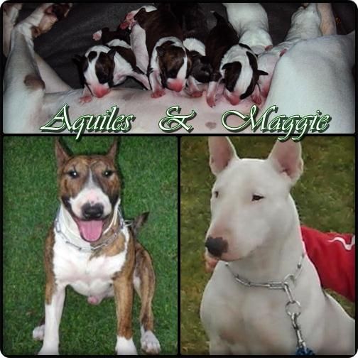 Excelente camada de Bull terrier