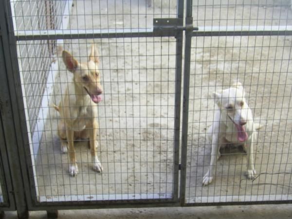 PODENCO ANDALUZ ZARZALERO DE CUEVAS DE SAN MARCOS