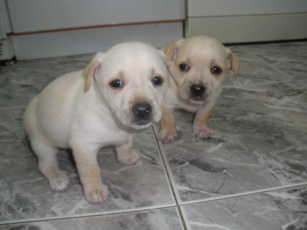 REGALO CACHORROS DE PERRITOS PEQUEÑO RATONEROS