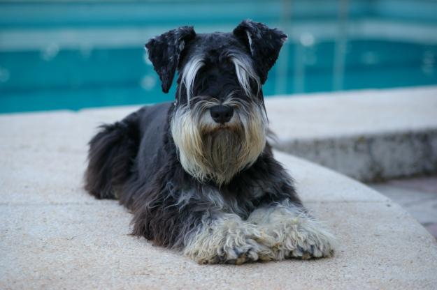 SCHNAUZER MINI NEGRO Y PLATA  DE  NOGARCAN