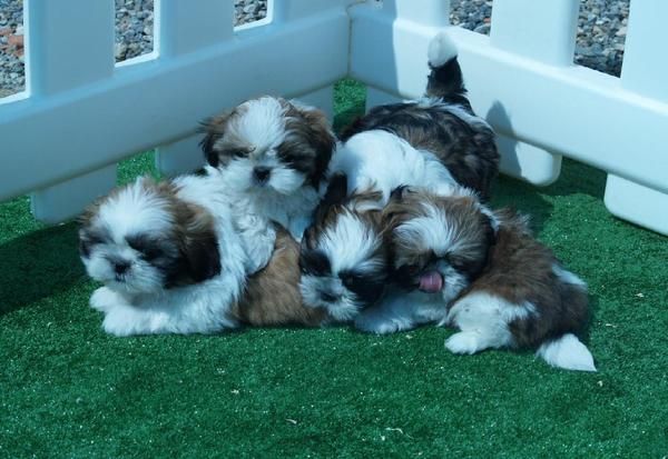 tu shihtzu, vendo cachorros