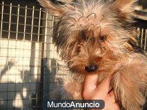 Yorki de 5 mesesitos abandonado a pesar de su corta edad