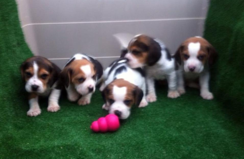 Beagles tricolores con pedigri preciosos en oferta