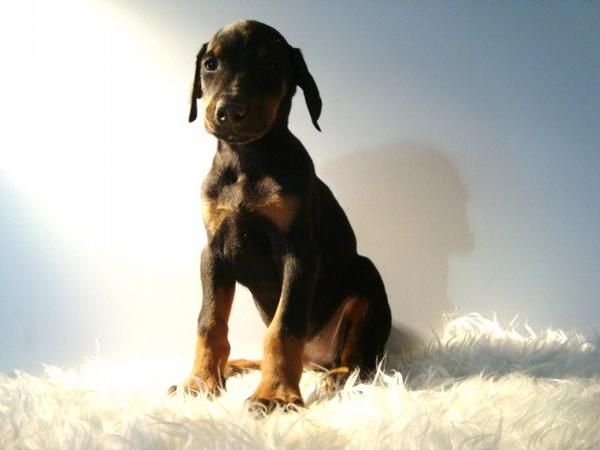 DOBERMAN EXCELENTE CALIDAD