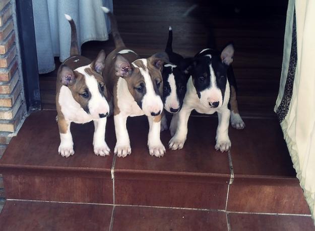 Economicos Bull Terriers