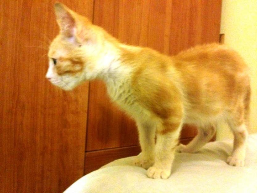 GORDITO gato naranjita que necesita adopción