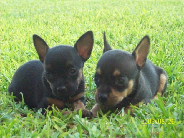 Pinscher miniatura