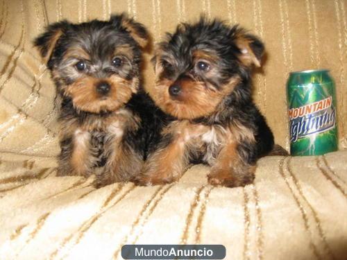 REGALO CACHORROS TOY , DE YORKSHIRE TERRIER MACHO Y HEMBRA -