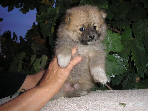 SE VENDEN CACHORROS DE LULU DE POMERANIA