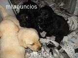 vendo cachorra hembra de labrador por 130euros