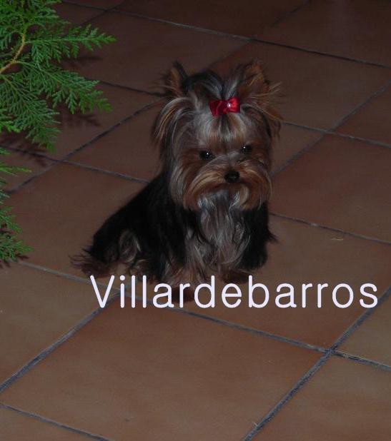 yorkshire terrier