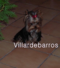 yorkshire terrier - mejor precio | unprecio.es