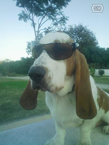 Basset hound busca novia