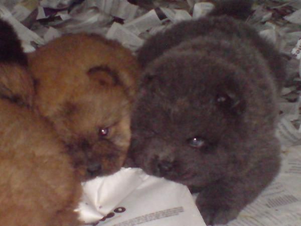 Cachorritos de Chow Chow