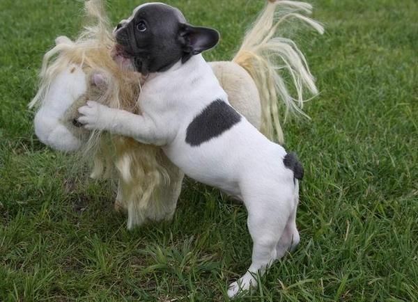 cachorro de Bulldog France zaragoza