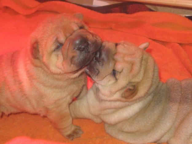 CACHORROS DE SHAR PEI