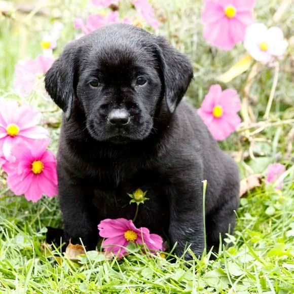 cachorros labrador negro para la venta