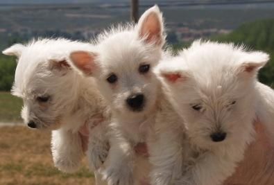 Economicos West Higland,cachorros de dos meses