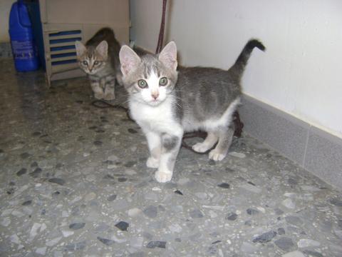 GATITOS ABANDONADOS A SU SUERTE DE MES Y MEDIO. SEVILLA