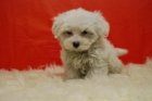 maltesitos cachorritos en madrid, excelente camada de bichon maltes - mejor precio | unprecio.es