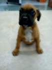 preciosa cachorra boxer canela muy economica - mejor precio | unprecio.es