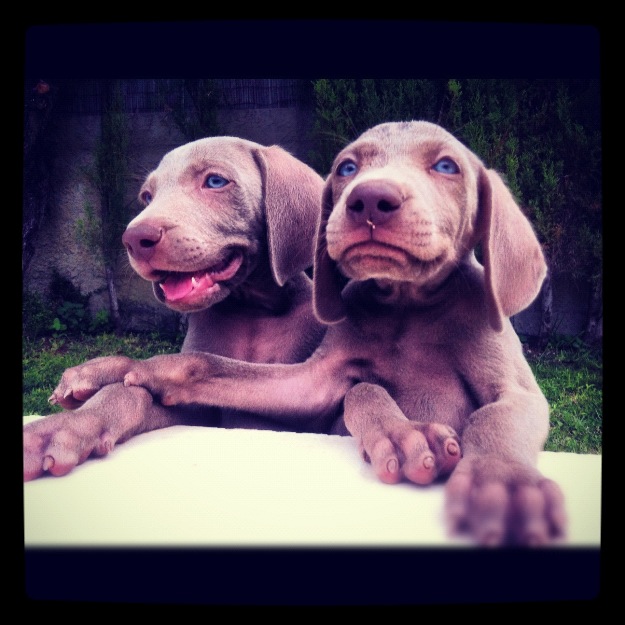 Preciosos cachorros de Weimaraner