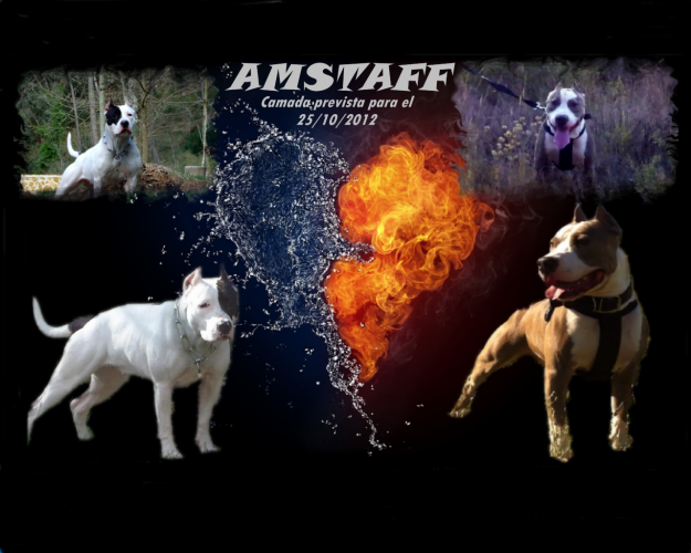 Proxima camada american staffordshire terrier