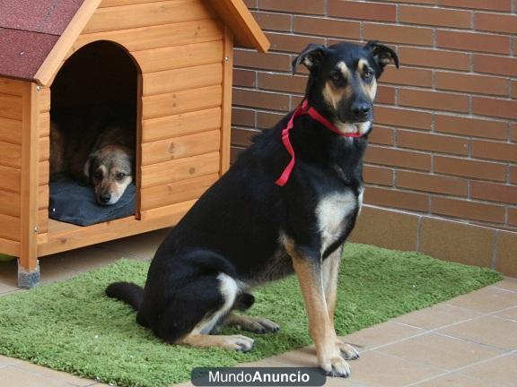 Regalo perro muy Guapo de 3 años