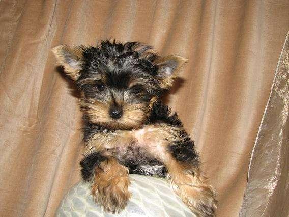 REGALO YORKSHIRE TERRIER PEDIGREE MACHO Y HEMBRA