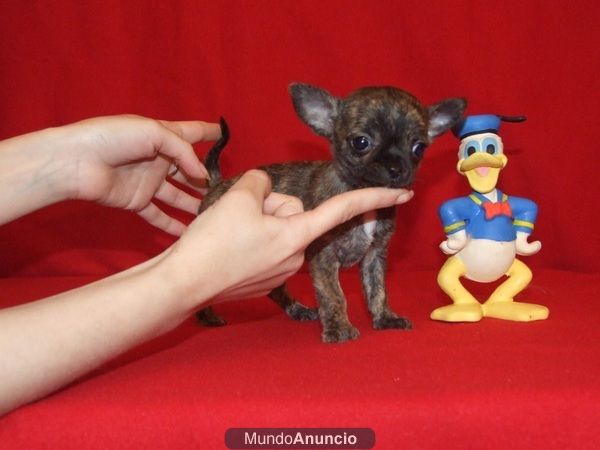 se vende cachorrito de chihuahua miniatura