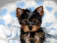 Yorkshire terrier cachorros  160 euros