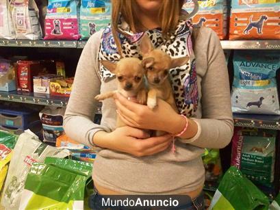 CACHORRITOS DE CHIHUAHUA,VARIEDAD DE COLORES 495 EUROS