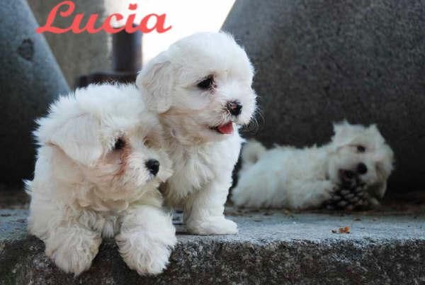 Cachorros Bichon maltes, garantia veterinaria